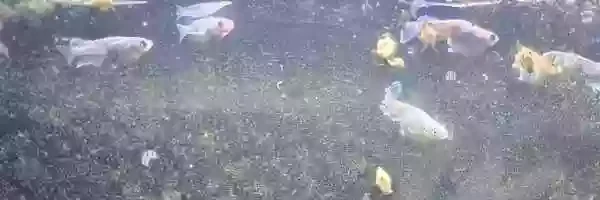 屋外水槽立上げ4週間。屋内メダカを移動したい