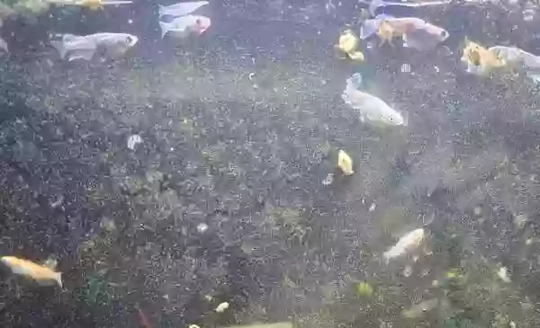 屋外水槽を立ち上げて約4週間。屋内メダカを移動させたい