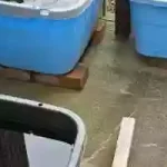 【屋内メダカ水槽】屋外移動を、早急に行いたい