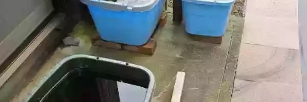 屋内メダカ水槽を、はやく屋外に移動したい