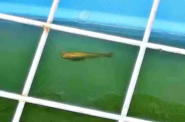 屋外水槽のグリーンウォーター化。ヒメタニシを投入したが・・・
