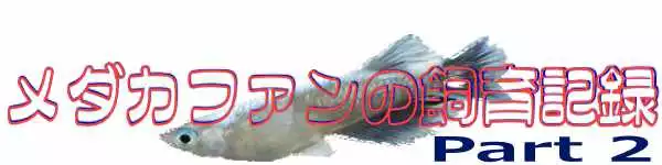 メダカファンの飼育記録 Part 2