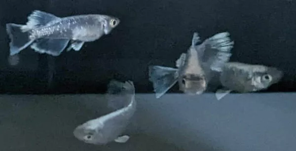 私にとってメダカ飼育は、楽しむことが優先