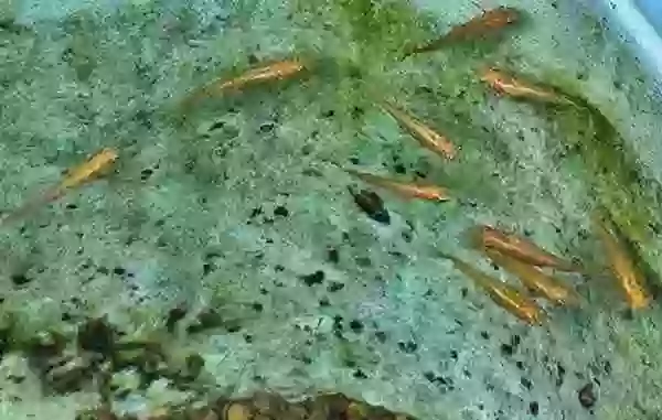 屋内メダカの屋外移動は、残念だけど秋まで延期
