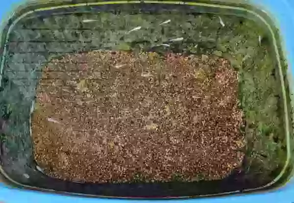 屋内メダカを、屋外プラスチック水槽に移動です