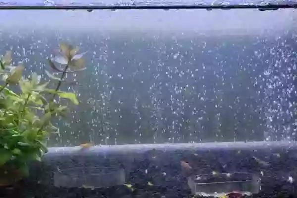 室内水槽の白濁り。透明化する対策を見つけたい