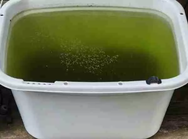 立上げた屋外メダカ水槽。グリーンウォーター化