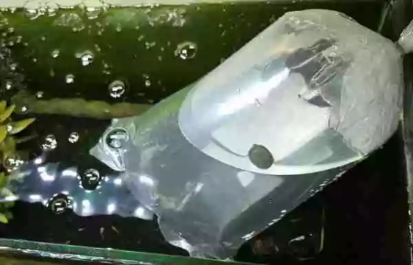 室内シュリンプ水槽は、とりあえず完成とします