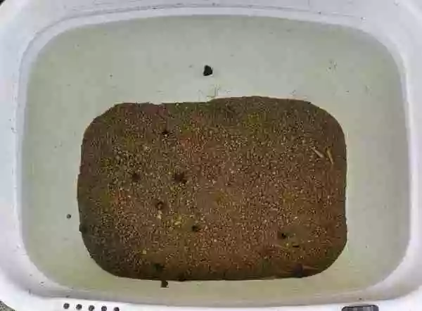 【ヒメタニシ】飼育水透明化の効果は絶大かも!