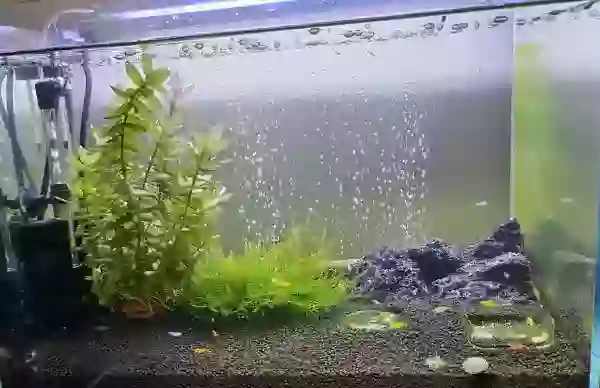 【フネアマ貝】新規に設置した、室内水槽に投入