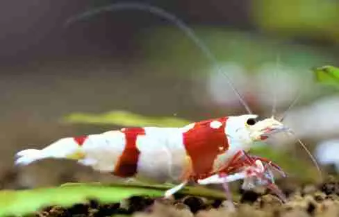 【レッドビーシュリンプ】飼育が難しそうで断念