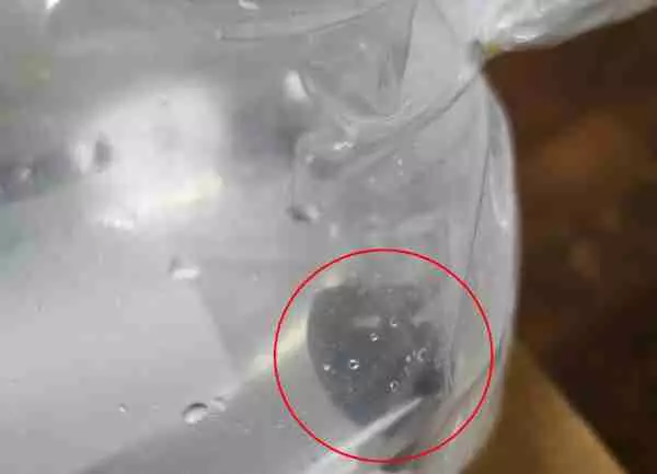 【フネアマ貝】ベッコウの縞模様の美しさに感動