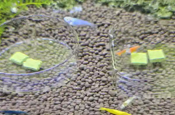 【シュリンプ】固形ほうれん草は、食べなかった