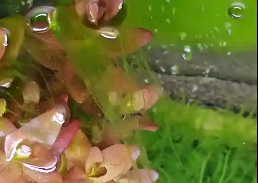 【LEDライト】長い点灯で、誘発のアオミドロ