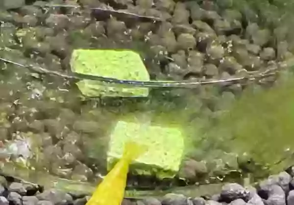 【固形ほうれん草】再び与えた。やはり食べない