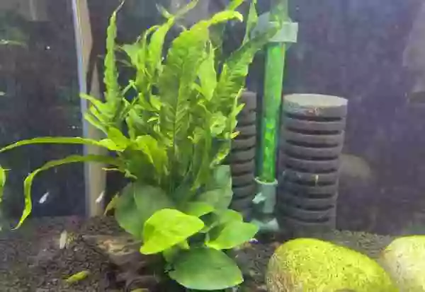 【室内シュリンプ水槽】装飾はシンプルがベスト