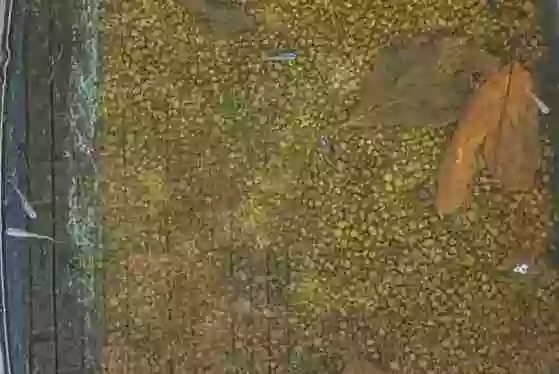 【屋外メダカ】水温上昇。柿の葉から現れました