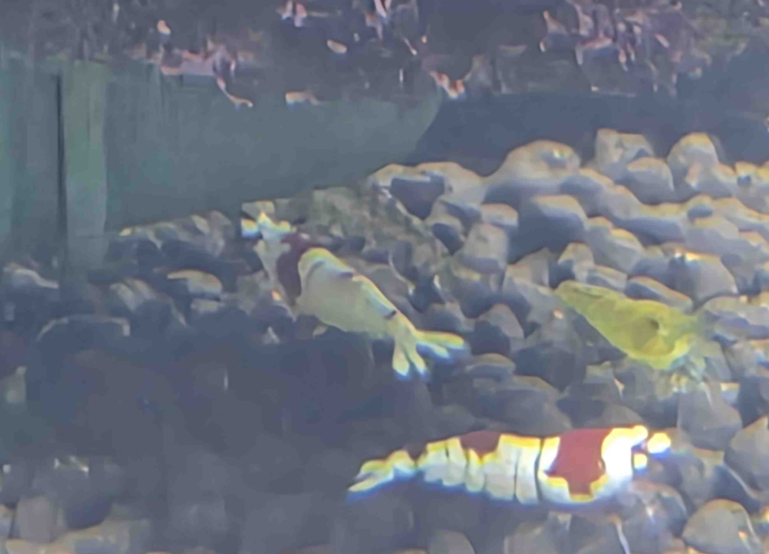 【レッドビーシュリンプ】消灯すると、動き回る