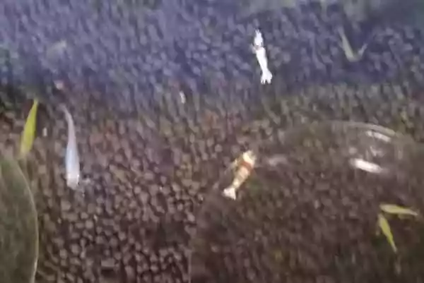 【室内シュリンプ水槽】早朝３時半の、水槽状況