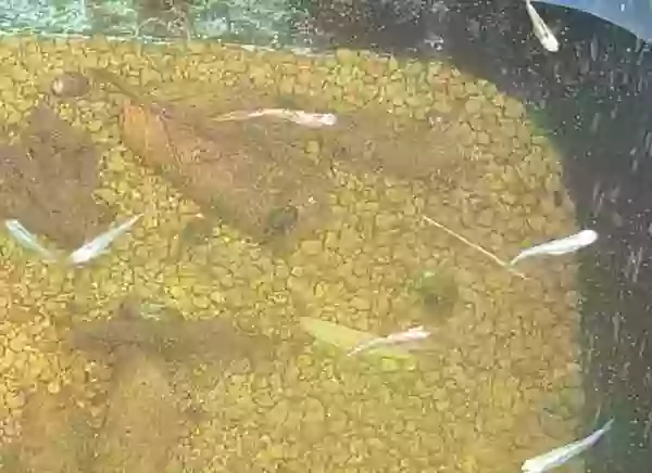 屋外メダカたちに、越冬から初めて給餌しました