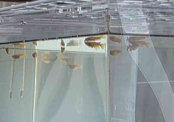 【屋外アクリル水槽】パイロットフィッシュ投入