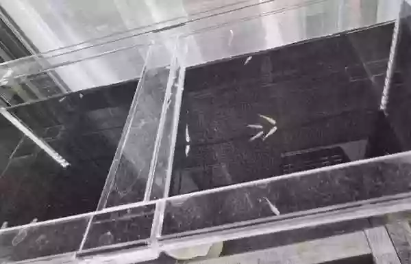 【屋外アクリル水槽】レッドクリフ等３品種投入
