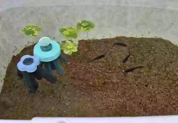 【ブラックスワローメダカ】整備水槽に移動完了
