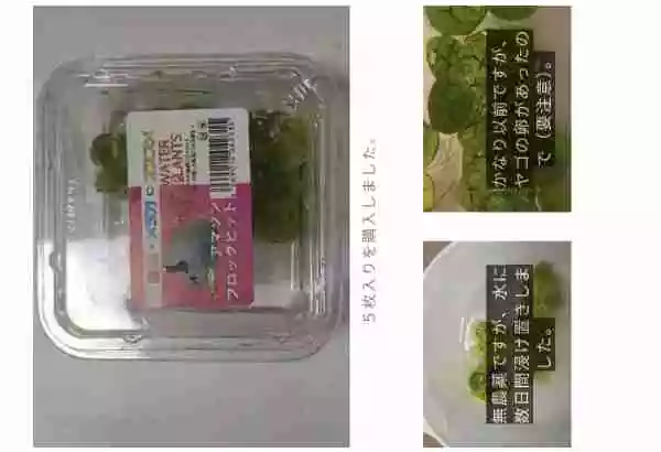 【画像ギャラリー作成】コメントを挿入の問題点