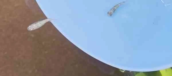【屋外アクリル水槽】ヒメダカとユリシスメダカの入替