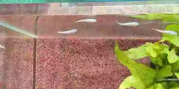 【屋外メダカ水槽】屋内からユリシスメダカ移動