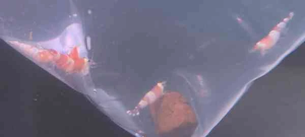 【室内シュリンプ水槽】レッドビーを新規お迎え