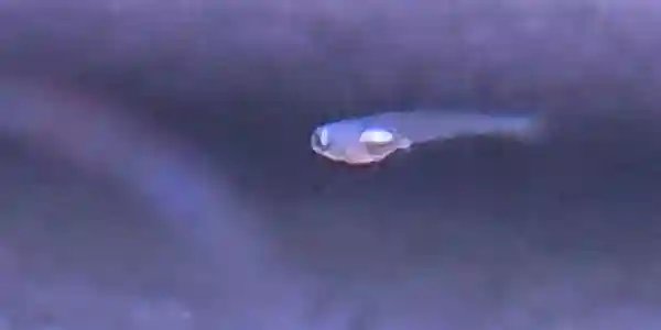 【ユリシスメダカ】針子をシュリンプ水槽で発見