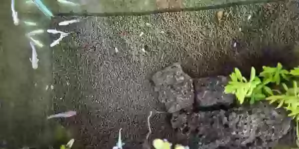 【エメキンゴールドメダカ】屋外水槽で元気一杯